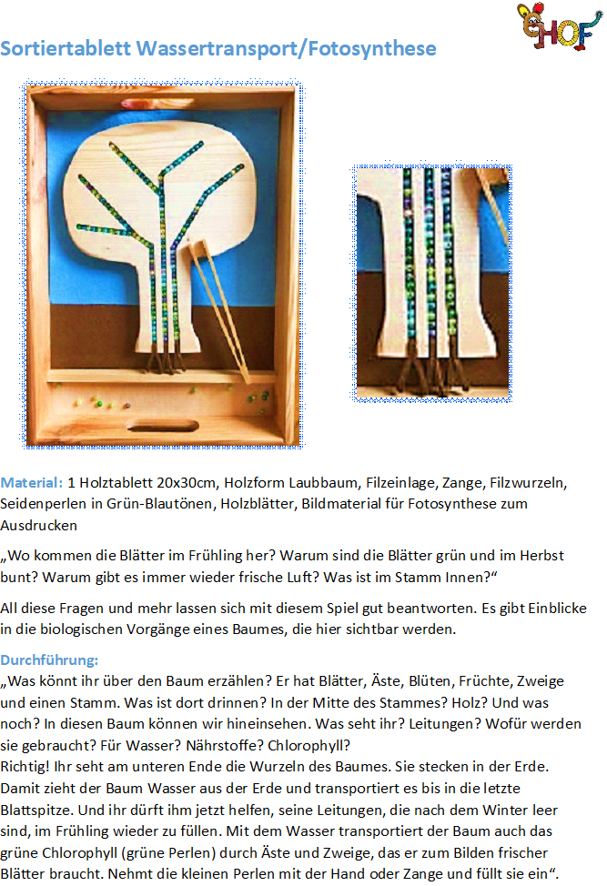 Text Sortiertablett Wassertransport Fotosynthese1